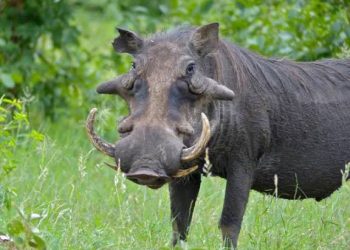 Rwanda, Karongi: Warthog(informally wild pork) severely injured a man who was cutting cow grasses near Nyungwe national park.