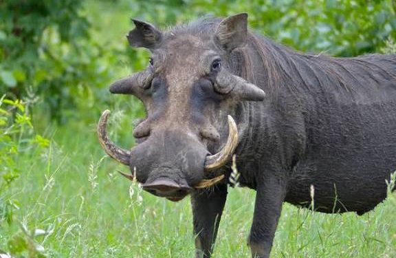 Rwanda, Karongi: Warthog(informally wild pork) severely injured a man who was cutting cow grasses near Nyungwe national park.