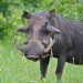 Rwanda, Karongi: Warthog(informally wild pork) severely injured a man who was cutting cow grasses near Nyungwe national park.