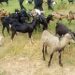 Nyanza:Two  died ,others arrested in fatal clash between suspected goat thieves ,and goats owners