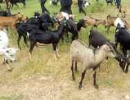 Nyanza:Two  died ,others arrested in fatal clash between suspected goat thieves ,and goats owners