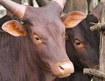 Kicukiro: 23-year-old herdsman arrested for allegedly committing a sexual act with a cow